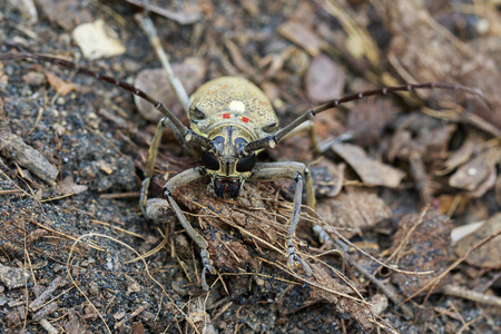 图像的地面上发现芒果 BorerBatocera numitor。被