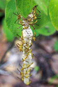 Apache 黄蜂 马蜂 apachus 和黄蜂巢上自然的形象