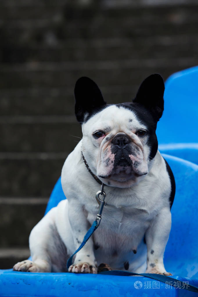 狗的品种法国斗牛犬