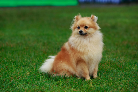 狗的品种博美犬施皮茨