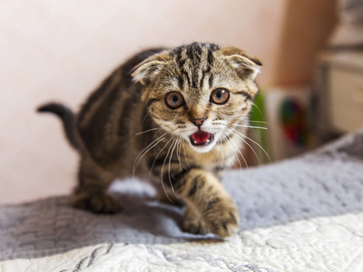 有趣的小猫的品种苏格兰折