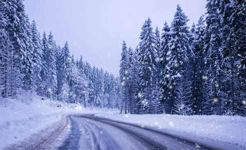 圣诞冬季景观 云杉和松树树覆盖在雪里