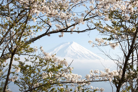 用樱花盛开的作为前景色为背景的日本富士山