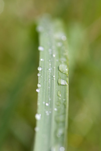 雨滴在草叶上