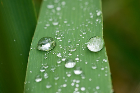 雨滴在草叶上