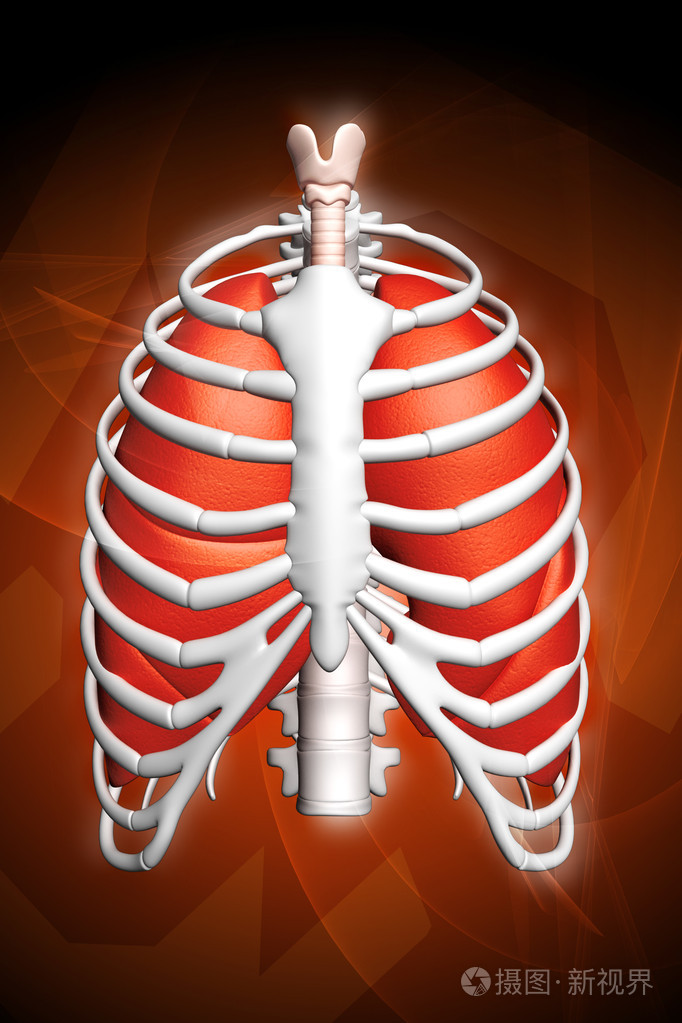 人的肺和肋骨