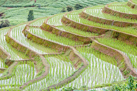 在泰国，清迈湄针 Pa Pong 丙，美丽的稻田