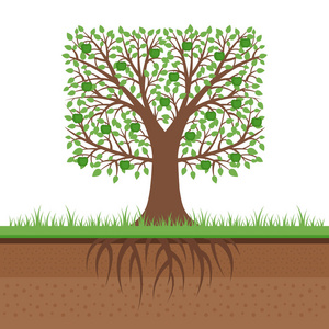 树与蔓延的根图片