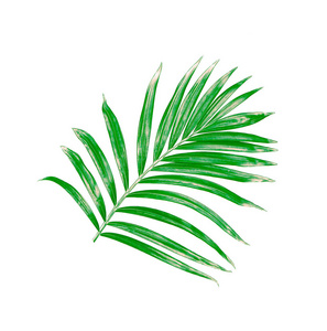 棕榈树被隔绝在白色背景上的绿色叶