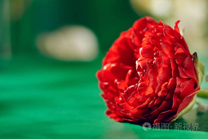 在绿色背景上的红色毛茛