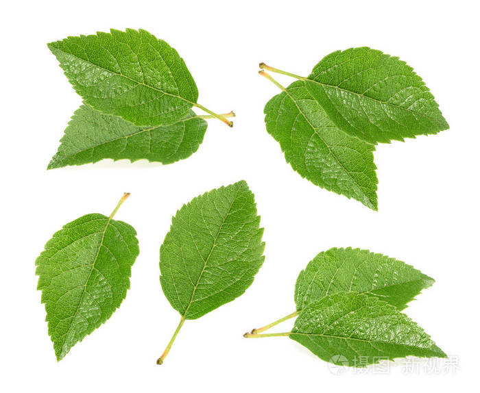苹果叶片分离在白色背景上的集合