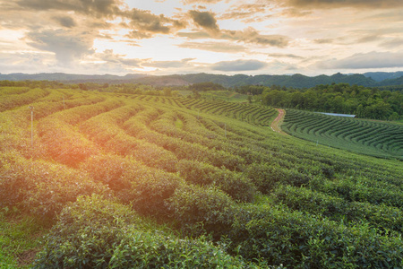 高小山绿色茶园与山天际线