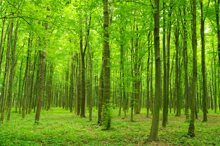 树 tree的名词复数  乔木 树状图 世系图照片