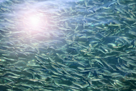 数以百万计的小鱼下的海水反射阳光