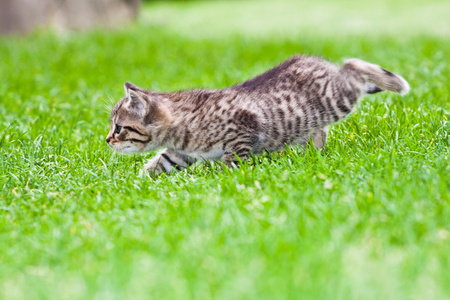 小猫在草地上玩耍