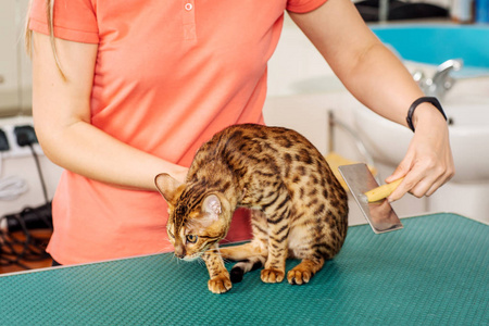 仪容仪表猫与脱落的头发的工具