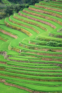 农业绿色稻田和水稻梯田山上