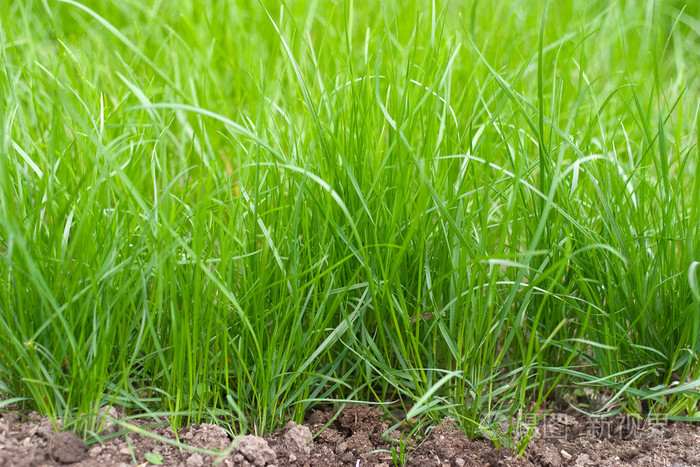 新鲜的草芽