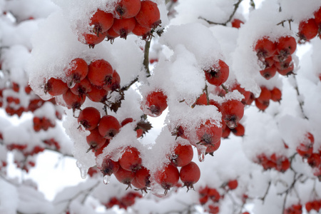 雪下的浆果