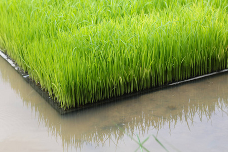 郁郁葱葱的绿色水稻种植在字段上的水
