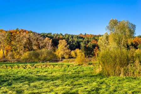 全景景观的秋天的树林，风景优美，景观与秋天的树木，在绿色的田野和蓝天在阳光灿烂的日子