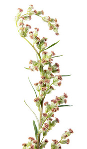 花的艾蒿或共同艾草 北艾蒿 孤立在白色背景上。药用植物