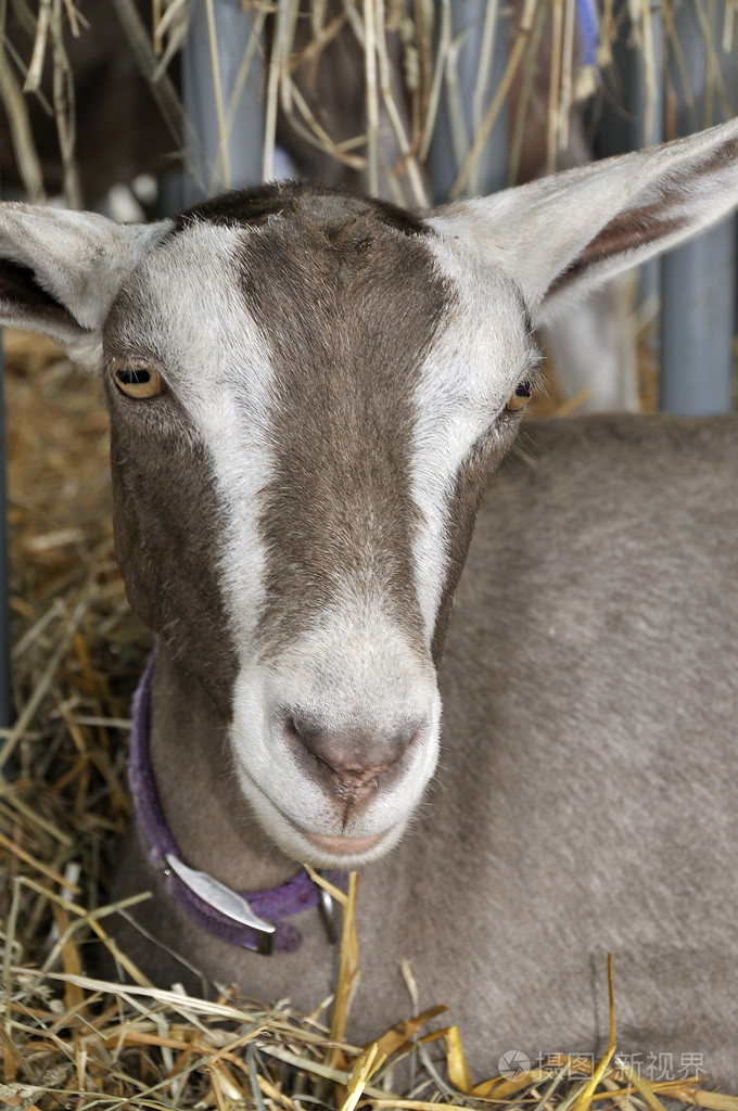 山羊色鬼替罪羊