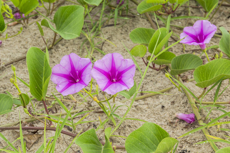 对聚醚砜 caprae 甜或海滩牵牛花