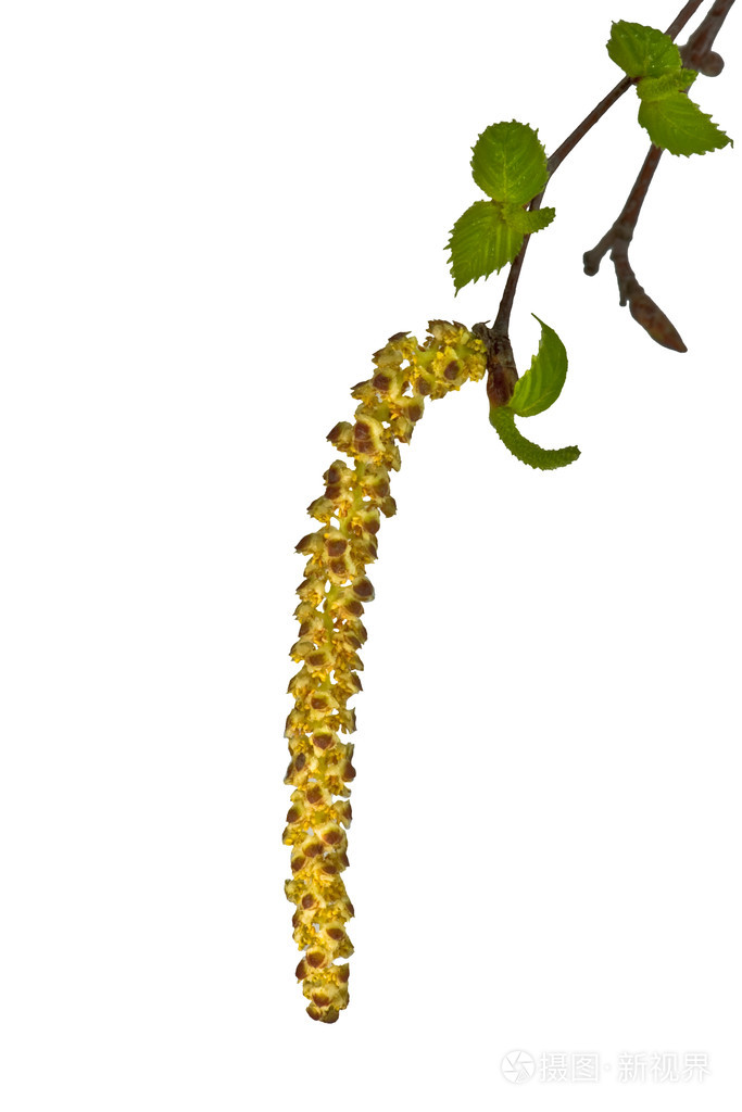 桦树花粉照片 正版商用图片016pjw 摄图新视界