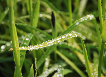 带雨滴的叶子