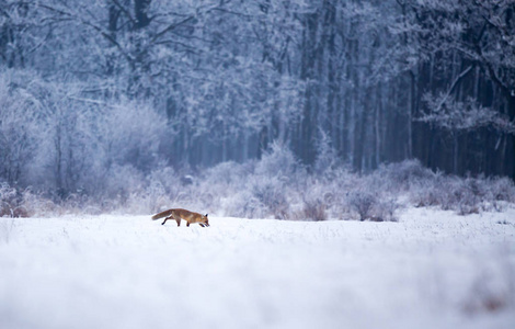 红狐狸在森林里行走在雪地上