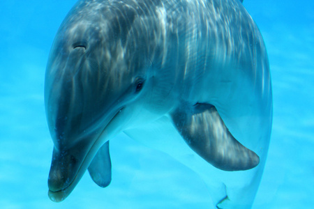 海豚 simming