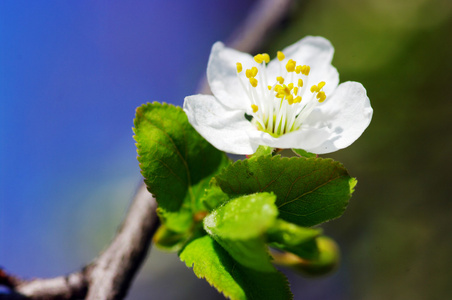 白色苹果花