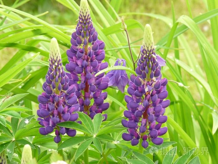 美丽的花羽扁豆