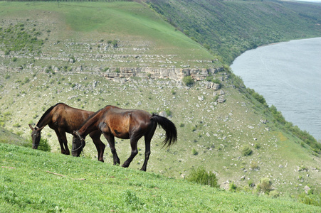 两匹马在草地上