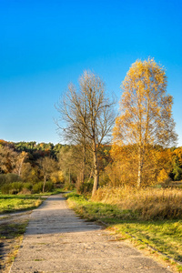 黄色的树在秋天的景色，秋天的树林在晴朗的一天，蓝蓝的天空的通向