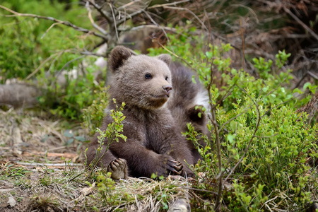 年轻的棕色熊在森林里