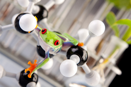 绿色青蛙在实验室照片