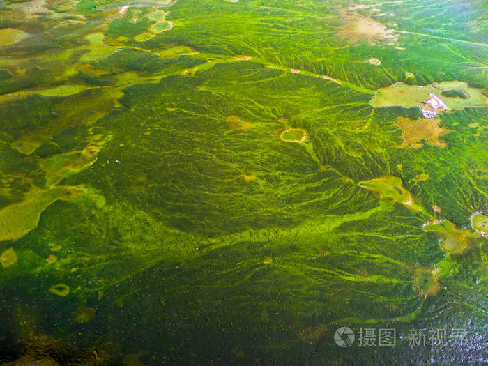 蓝绿海藻覆盖在海岸附近的海面
