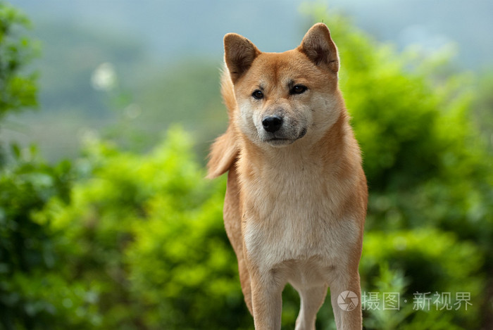 shibainu狗