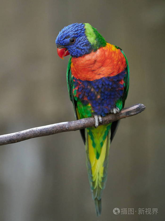 彩虹澳洲鹦鹉或trichoglossushaematodus