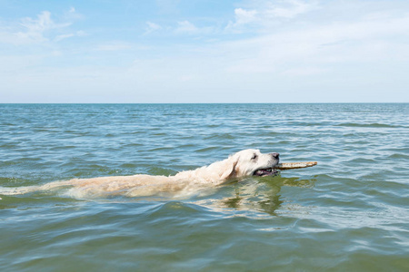 黄金猎犬游泳在蓝色的海洋