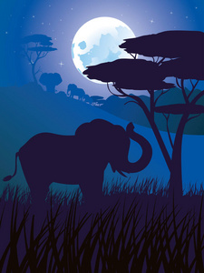非洲大象的夜晚
