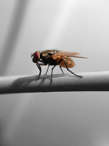 没有昆虫灰色美丽的肉蝇(石棺肉)照片