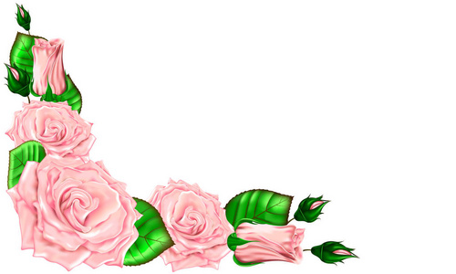 芽和叶在白色背景上的粉红玫瑰花束