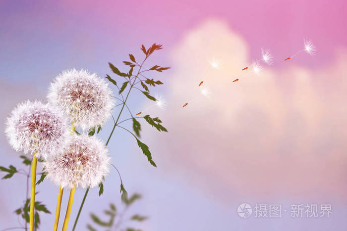 蓬松蒲公英的花夏天背景局域网