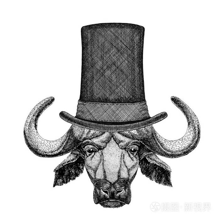 水牛牛牛身穿缸顶帽子