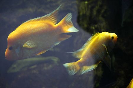 在水族馆中的黄金鱼