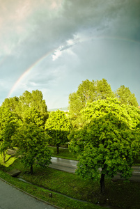 彩虹和树
