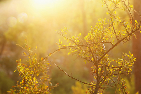 抽象的秋季梦幻般形象的森林在夕阳光
